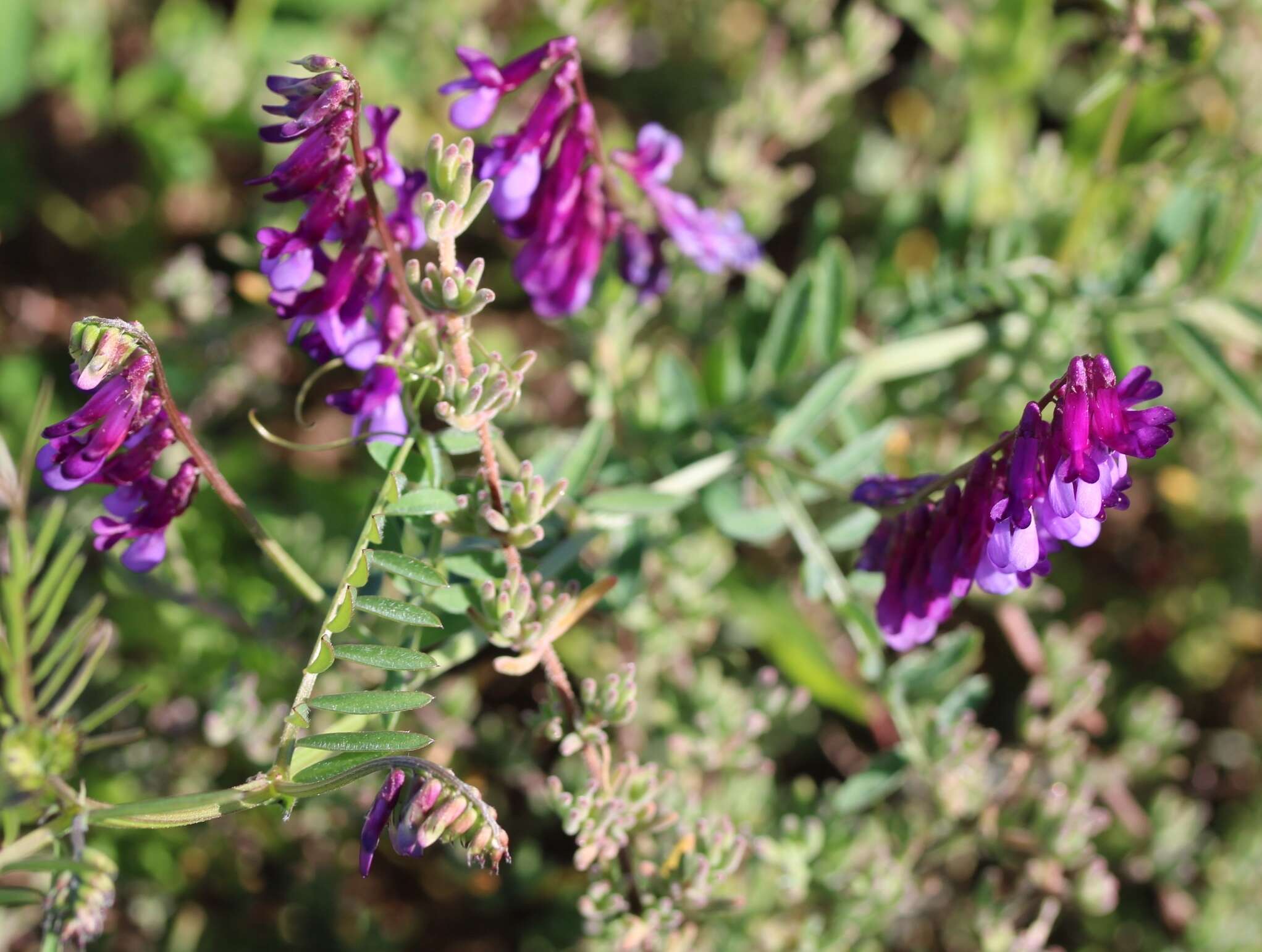 Vicia eriocarpa的圖片