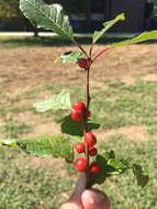 Image of Michigan holly