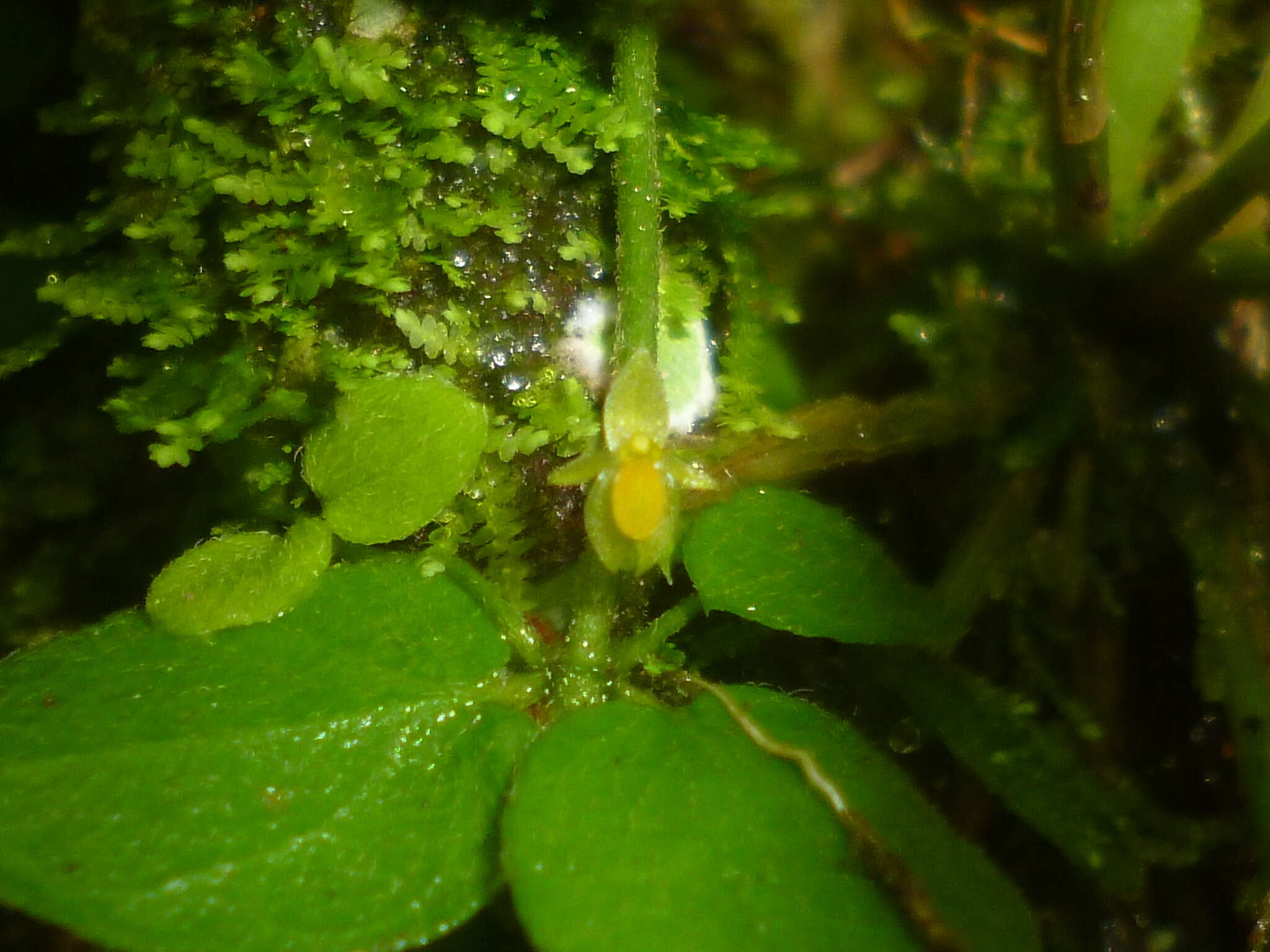 Image of Platystele stenostachya (Rchb. fil.) Garay