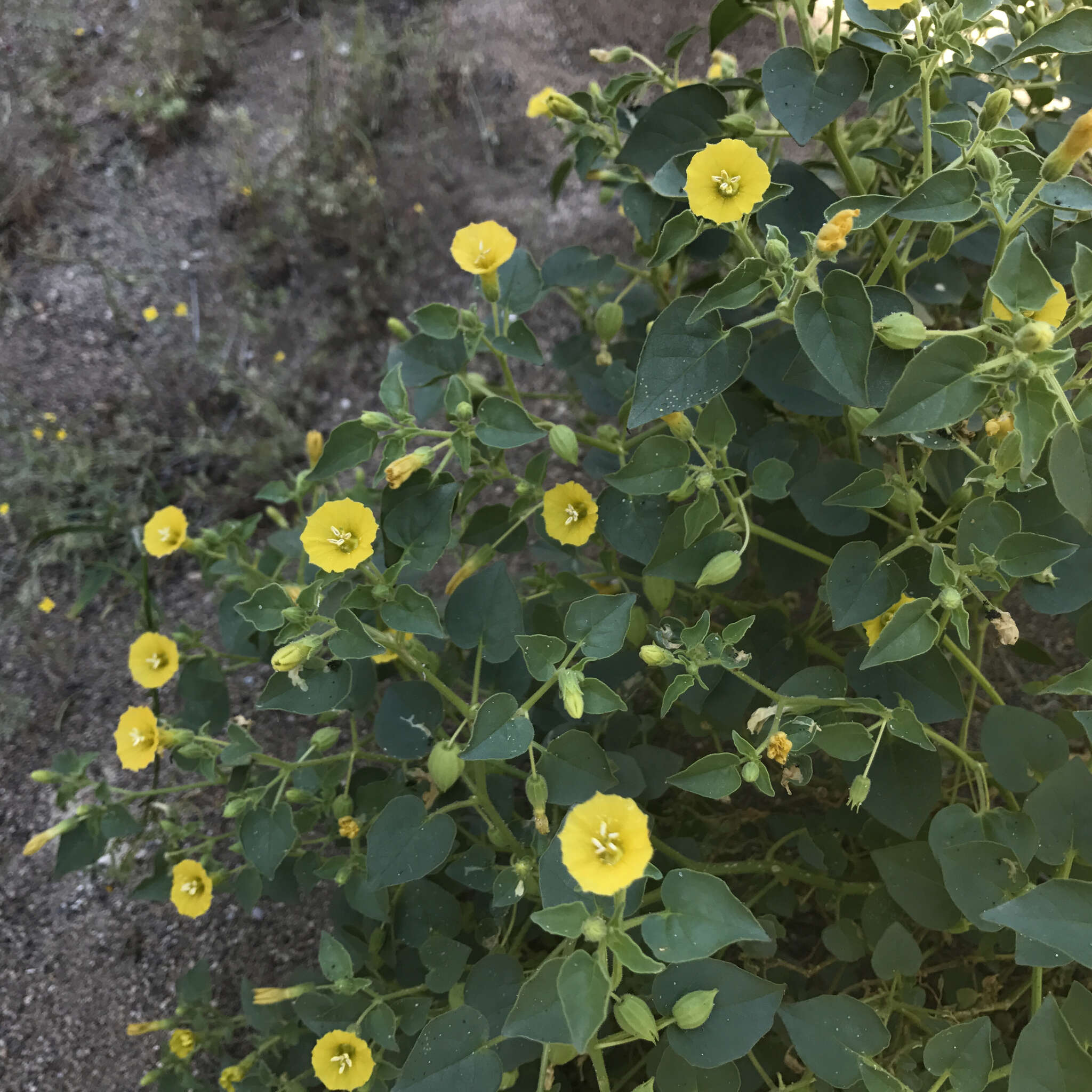 Image of Physalis crassifolia var. infundibularis I. M. Johnst.