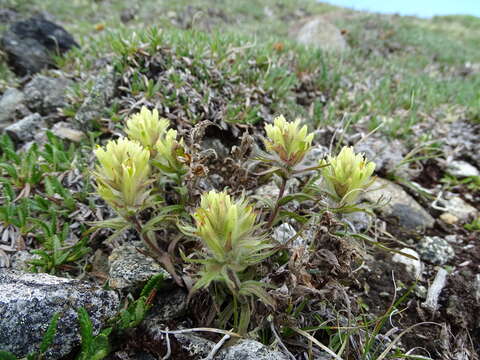 Image of northern Indian paintbrush