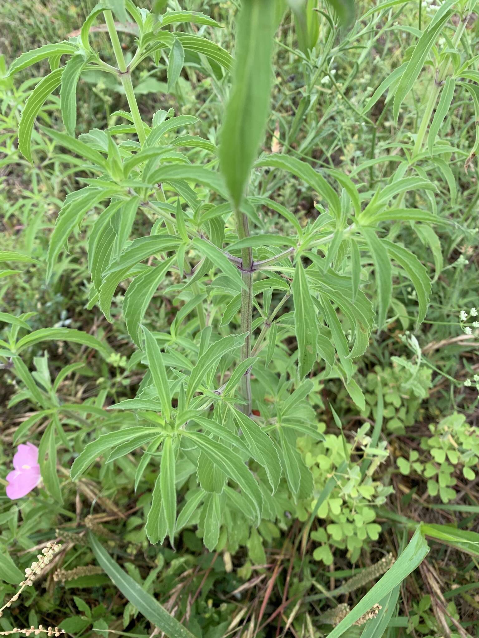 Monarda citriodora var. citriodora resmi