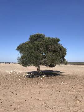 Image de Olea europaea subsp. cuspidata (Wall. & G. Don) Cif.