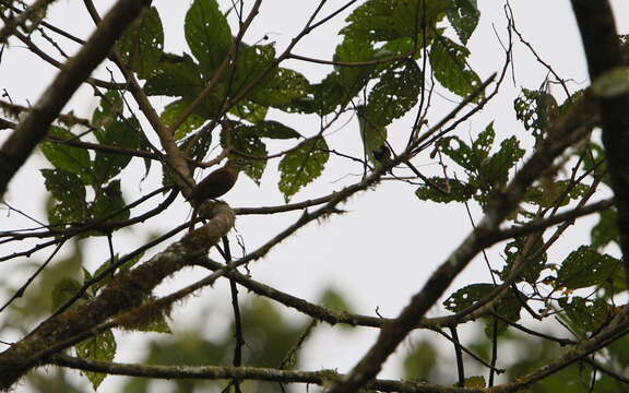 Image of Scaly-throated Foliage-gleaner