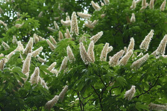 Imagem de Aesculus chinensis Bunge