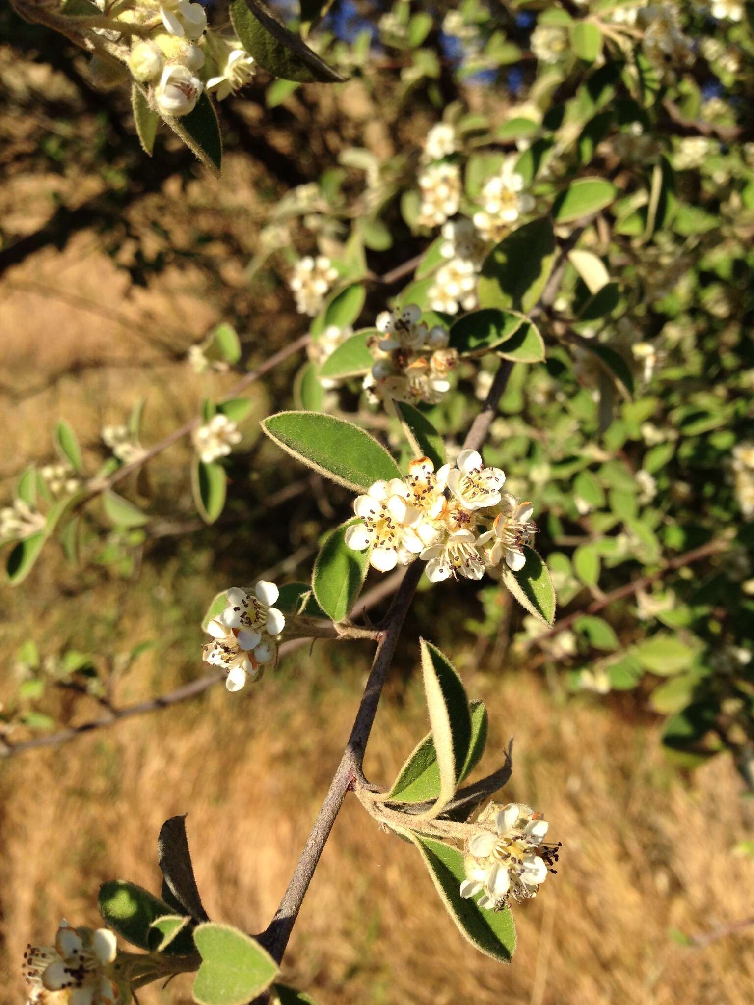 Sivun Cotoneaster pannosus Franch. kuva