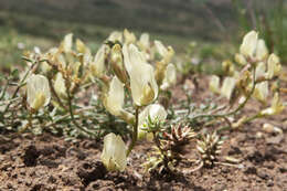 Imagem de Astragalus obscurus S. Wats.