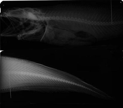 Image of <i>Monomitopus magnus</i> Carter & Cohen 1985