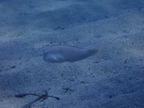 Image of Cleaver Wrasse