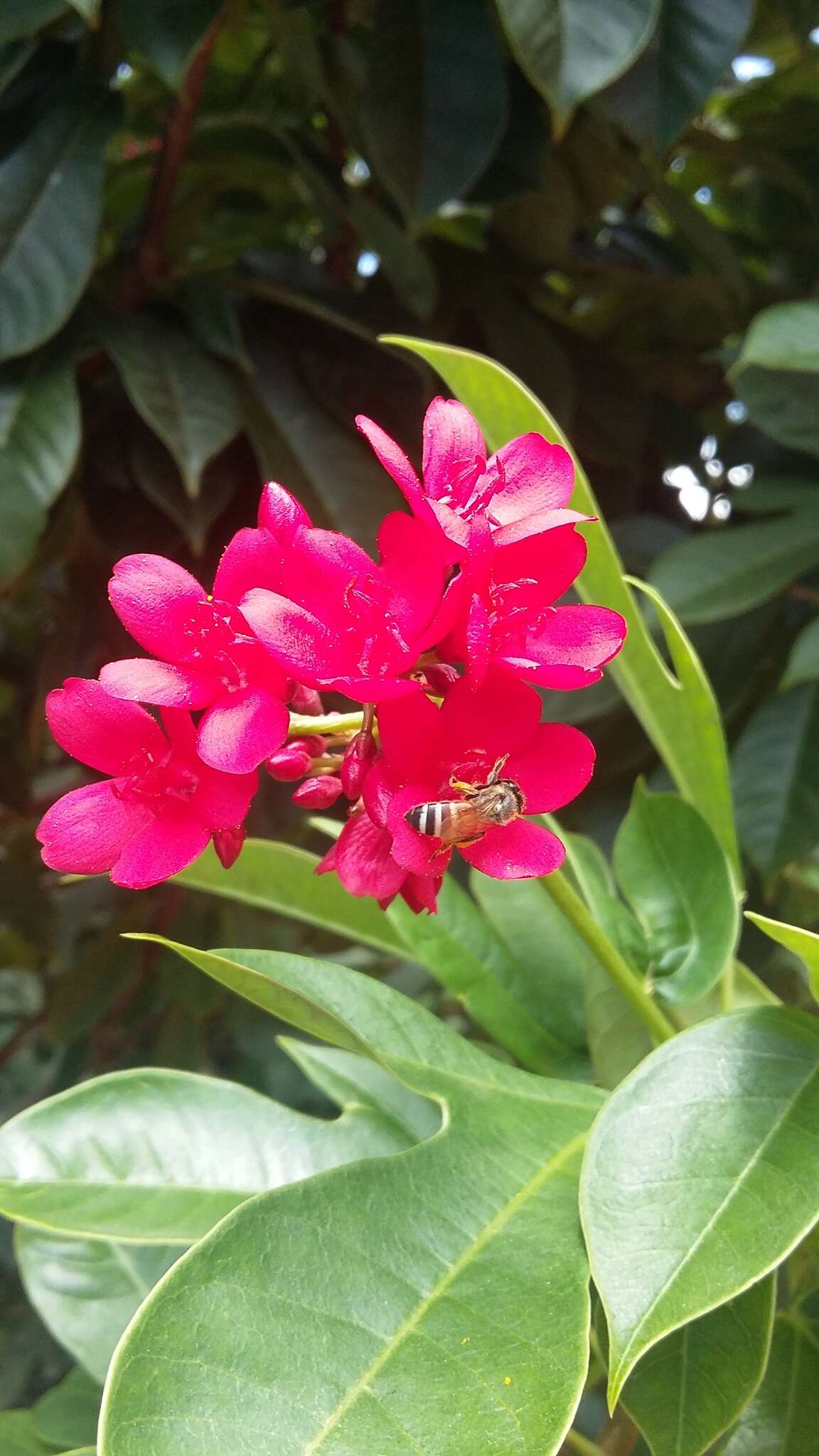 Image of Asian dwarf honey bee