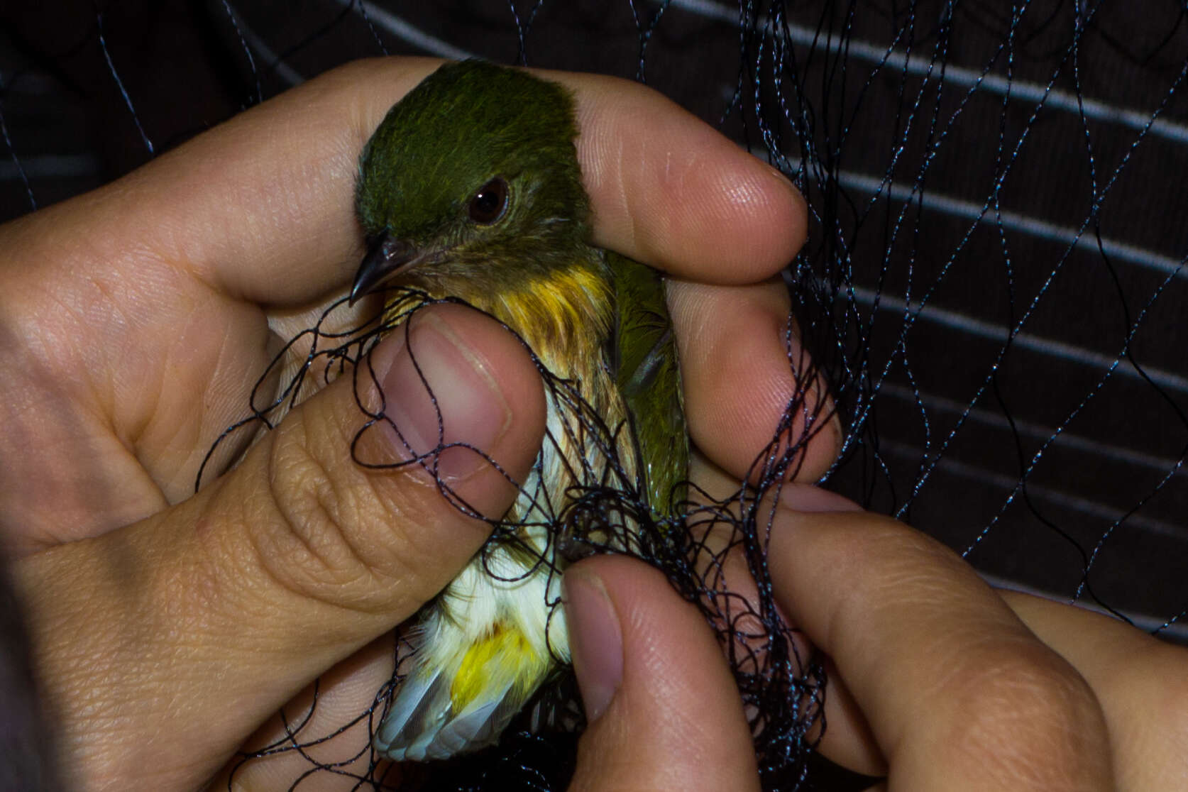 Image of Striolated Manakin