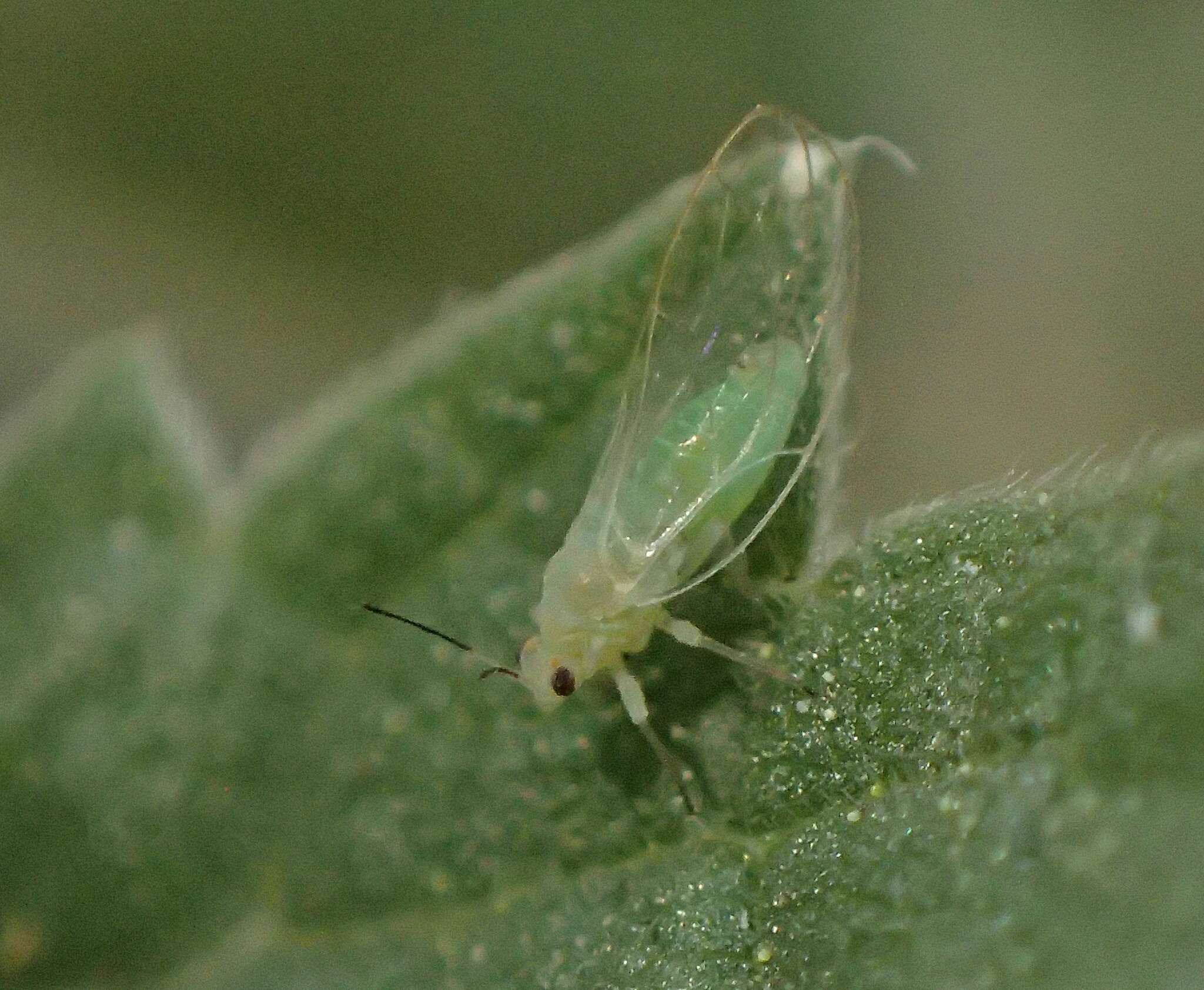 Image of Trioza albifrons Crawford 1910