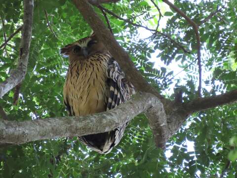 Image of Buffy Fish Owl