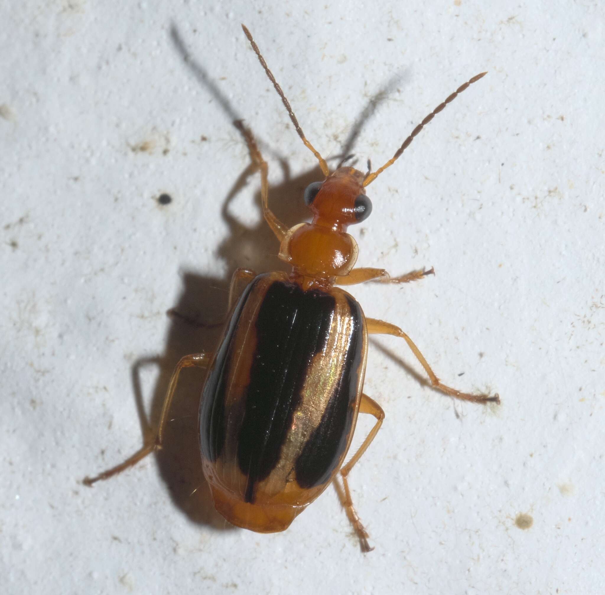 Image of Lebia (Lebia) solea Hentz 1830