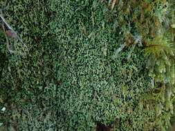 Image of mycobilimbia lichen