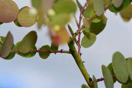 Phyllanthus nummularioides Müll. Arg.的圖片