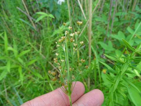 Image of bog rush