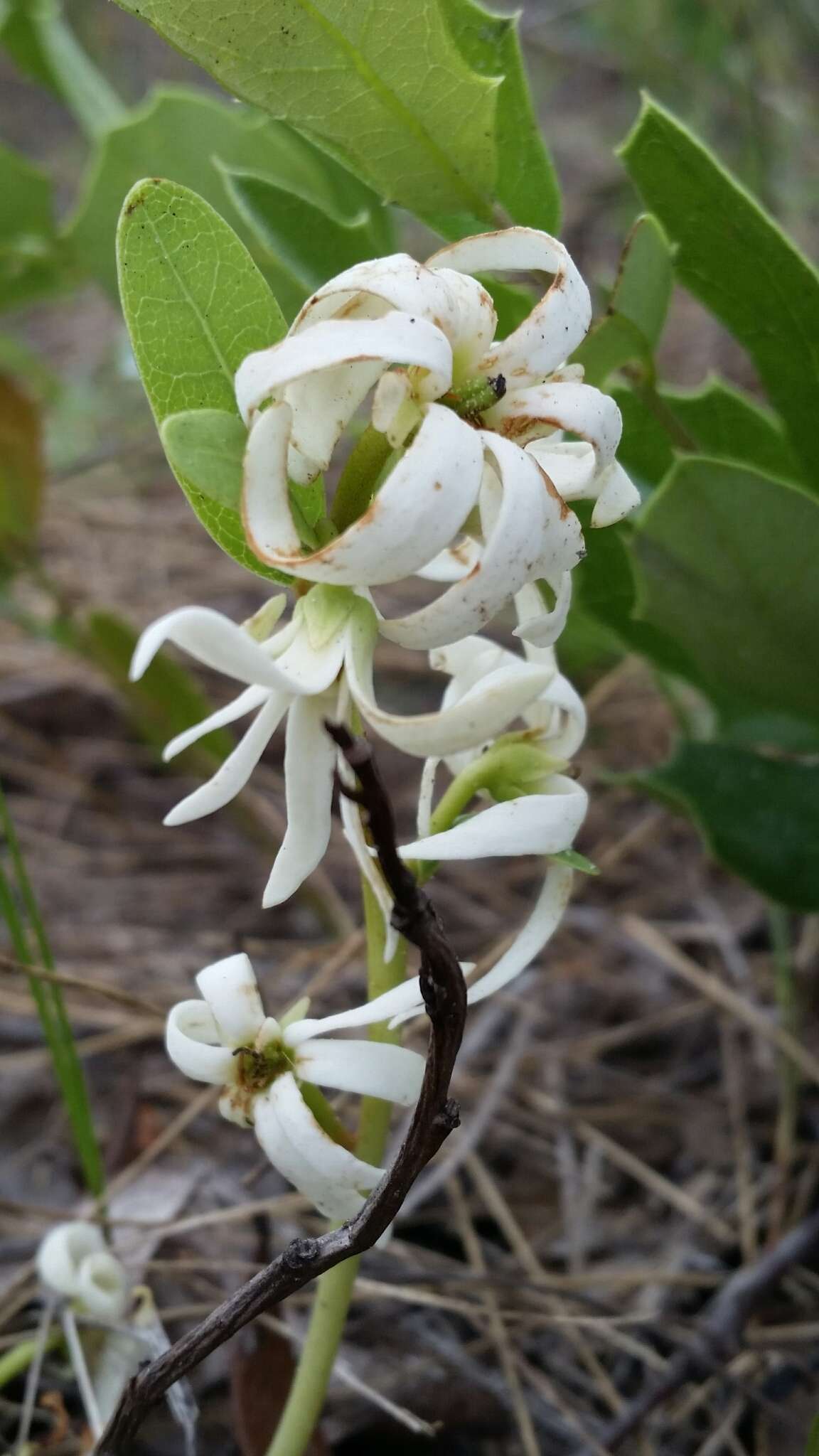 Image of Royal False Pawpaw