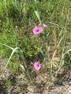 Слика од Ipomoea sagittata Poir.