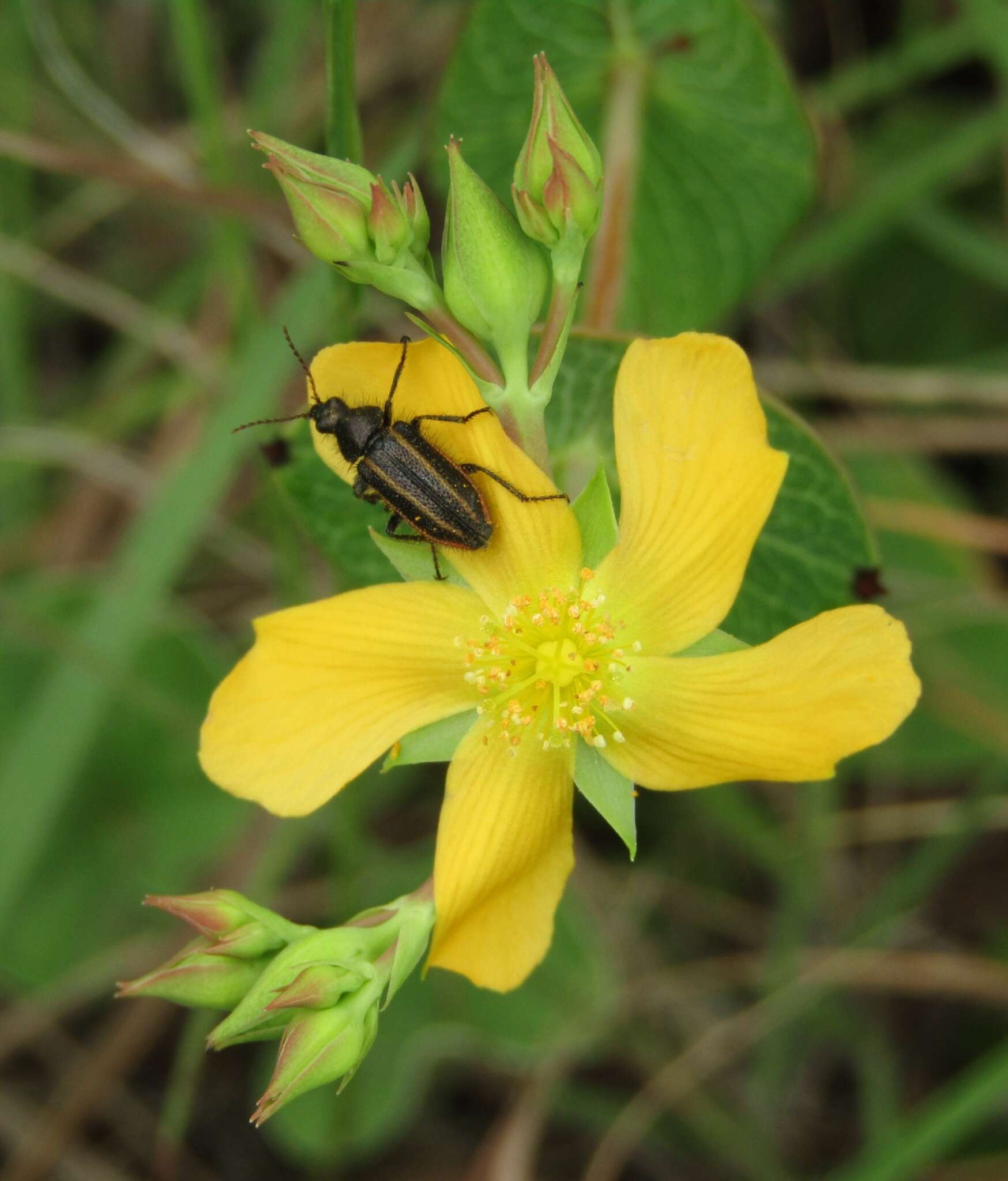 Image of Hypericum connatum Lam.