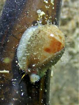 Image of Walker's Cowry