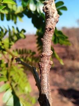 Image de Albizia mainaea Villiers