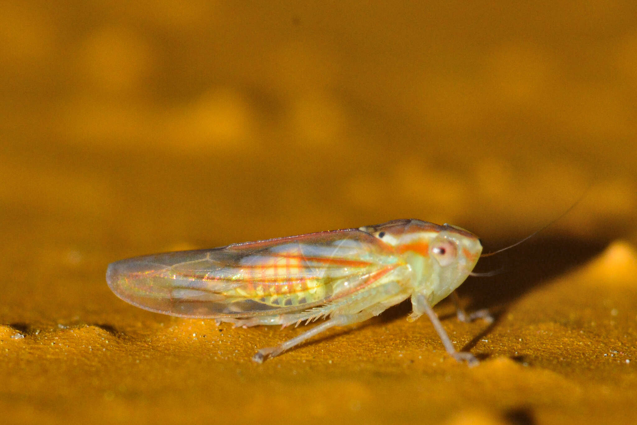 Plancia ëd Neocoelidia bilobata (De Long 1953)