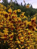 Image of Scotch broom