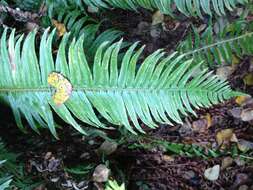 Sivun Polystichum munitum (Kaulf.) C. Presl kuva