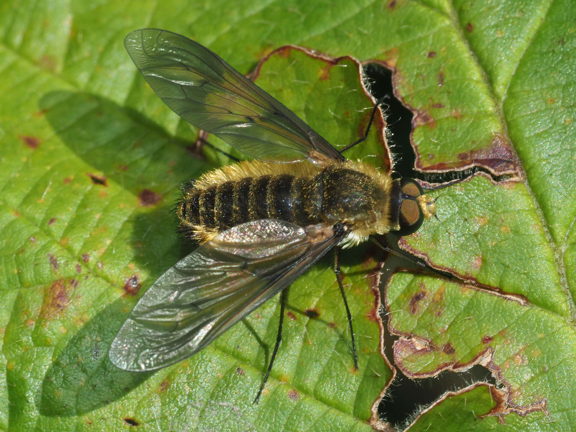 Image of Notolomatia pictipennis (Wiedemann 1828)