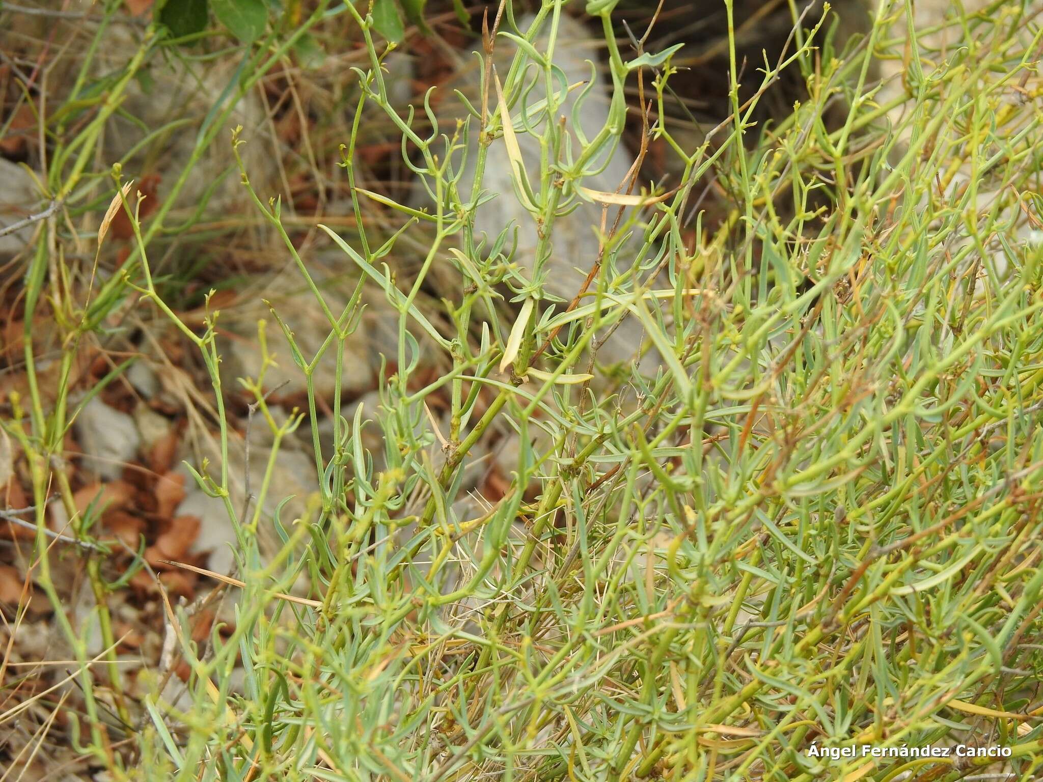 Image of Bupleurum fruticescens Loefl. ex L.