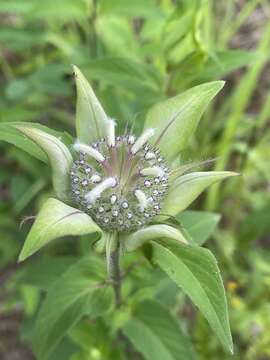 Image of Monarda austroappalachiana Floden