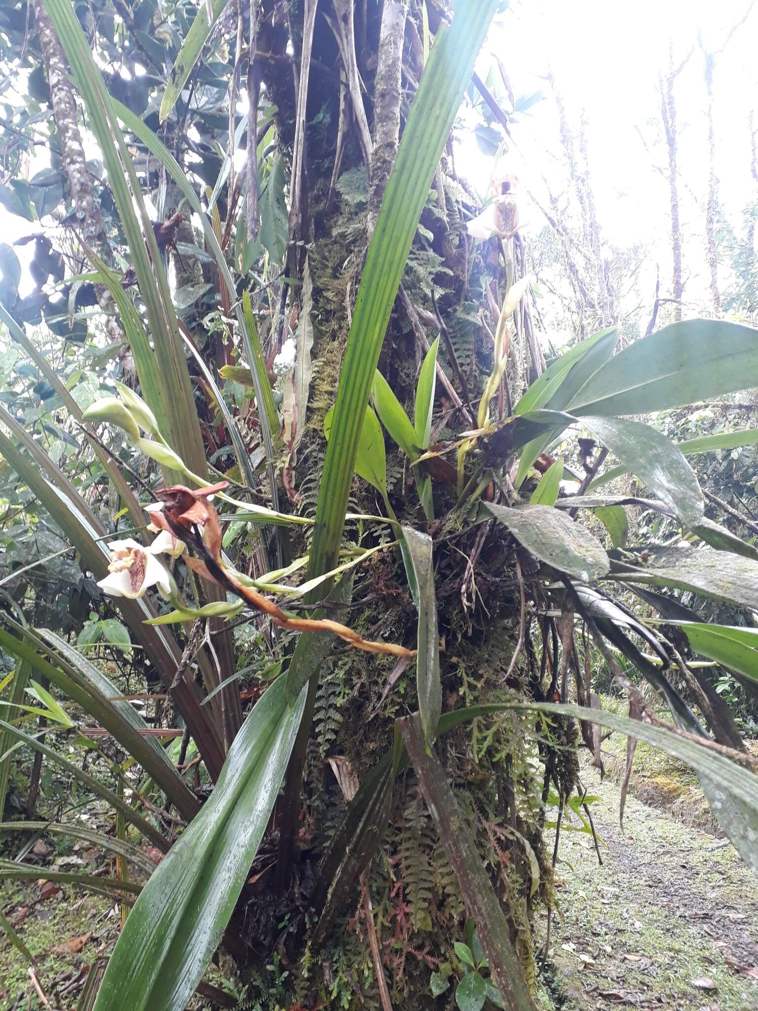 Image of Maxillaria fletcheriana Rolfe