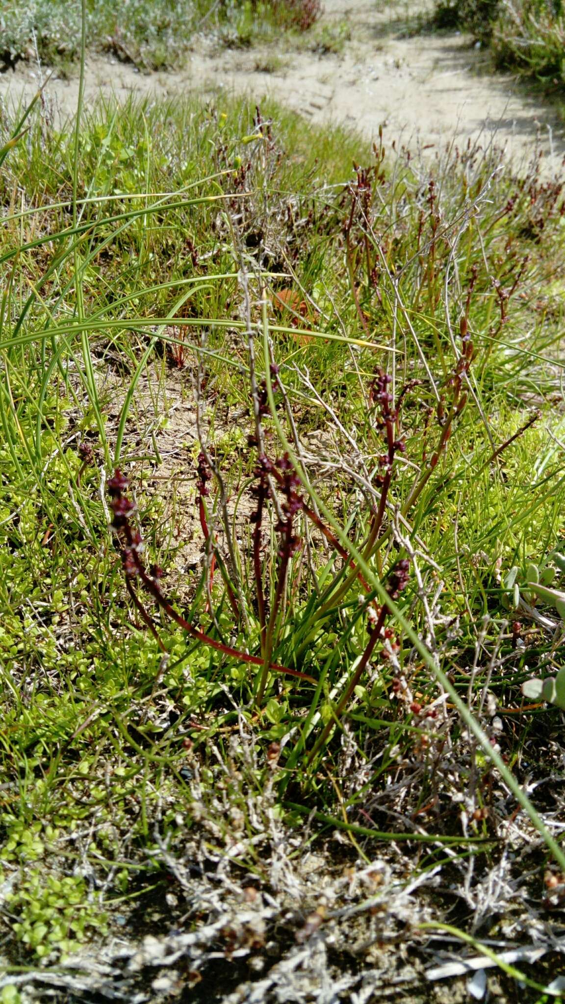 Image of Triglochin barrelieri Loisel.