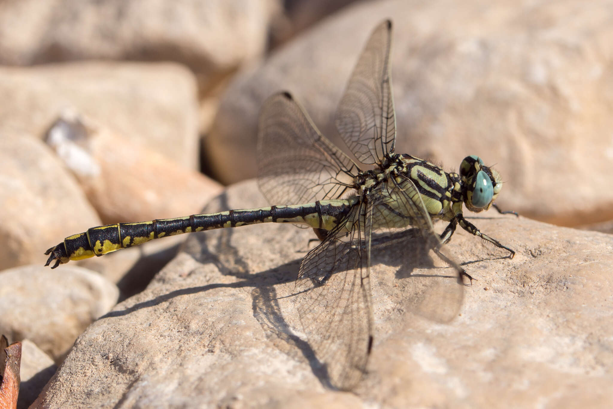 صورة Gomphus simillimus Selys 1840