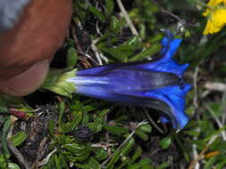 Gentiana ligustica R. de Vilmorin & Chopinet的圖片