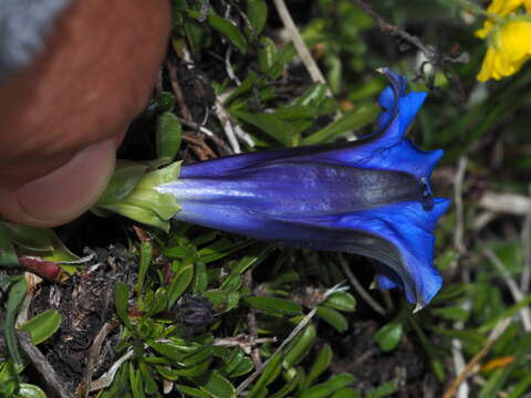 Gentiana ligustica R. de Vilmorin & Chopinet的圖片