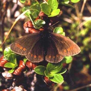 Image of Erebia dabanensis Erschoff 1871