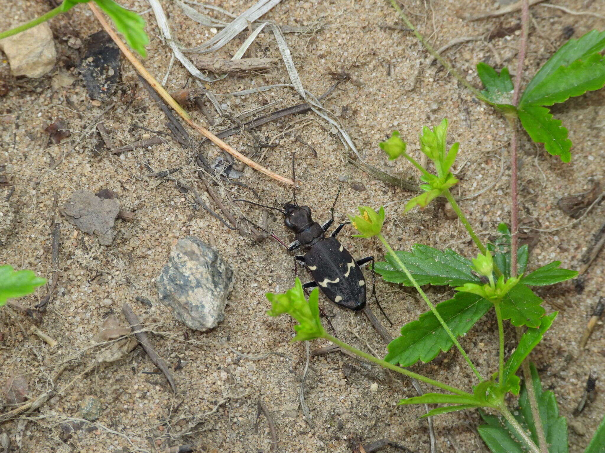 Image of Heath tiger beetle