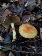 Image of Cortinarius elegantissimus Rob. Henry 1989