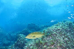 Image of Comb Grouper