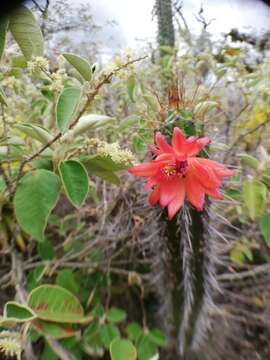 Image of Cleistocactus sepium (Kunth) F. A. C. Weber