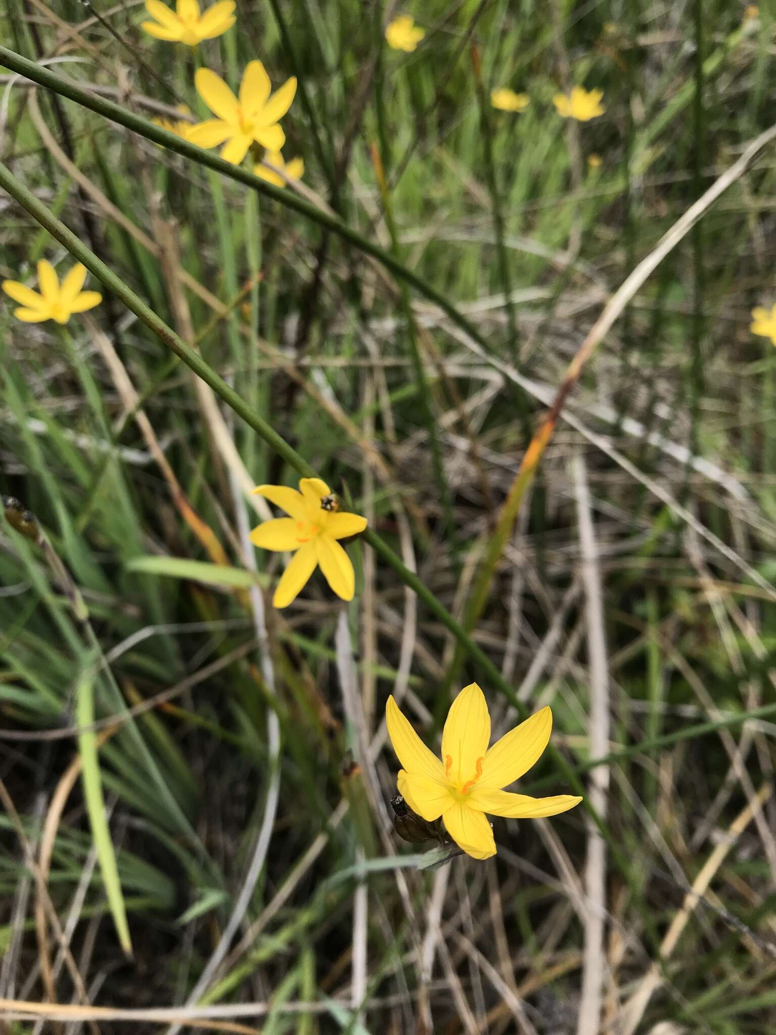 Image of golden blue-eyed grass