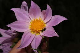 Image of Dahlia rupicola P. D. Sorensen