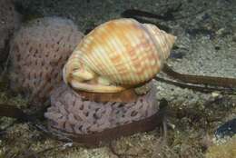 Image of Mediterranean bonnet