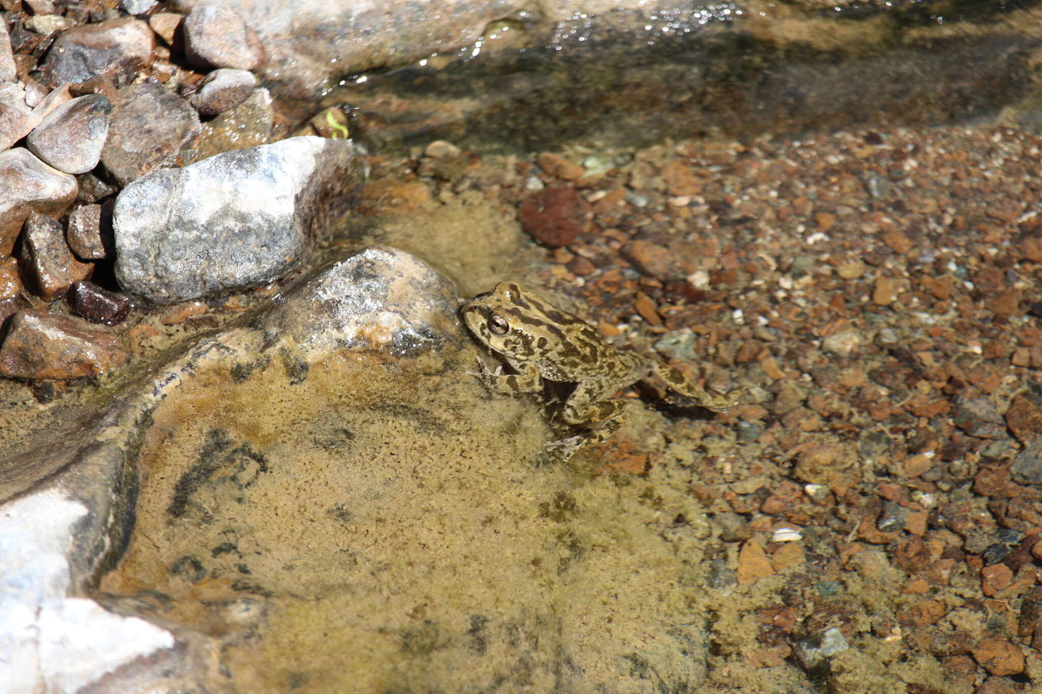 Image of Arabian toad