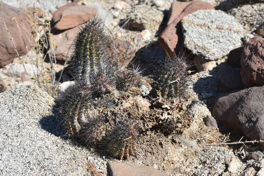 Image of Echinocereus ferreiranus