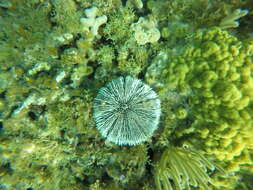 Image of West Indian sea egg