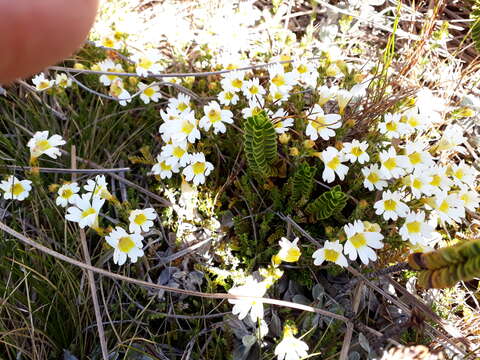 Image of Euphrasia townsonii Petrie