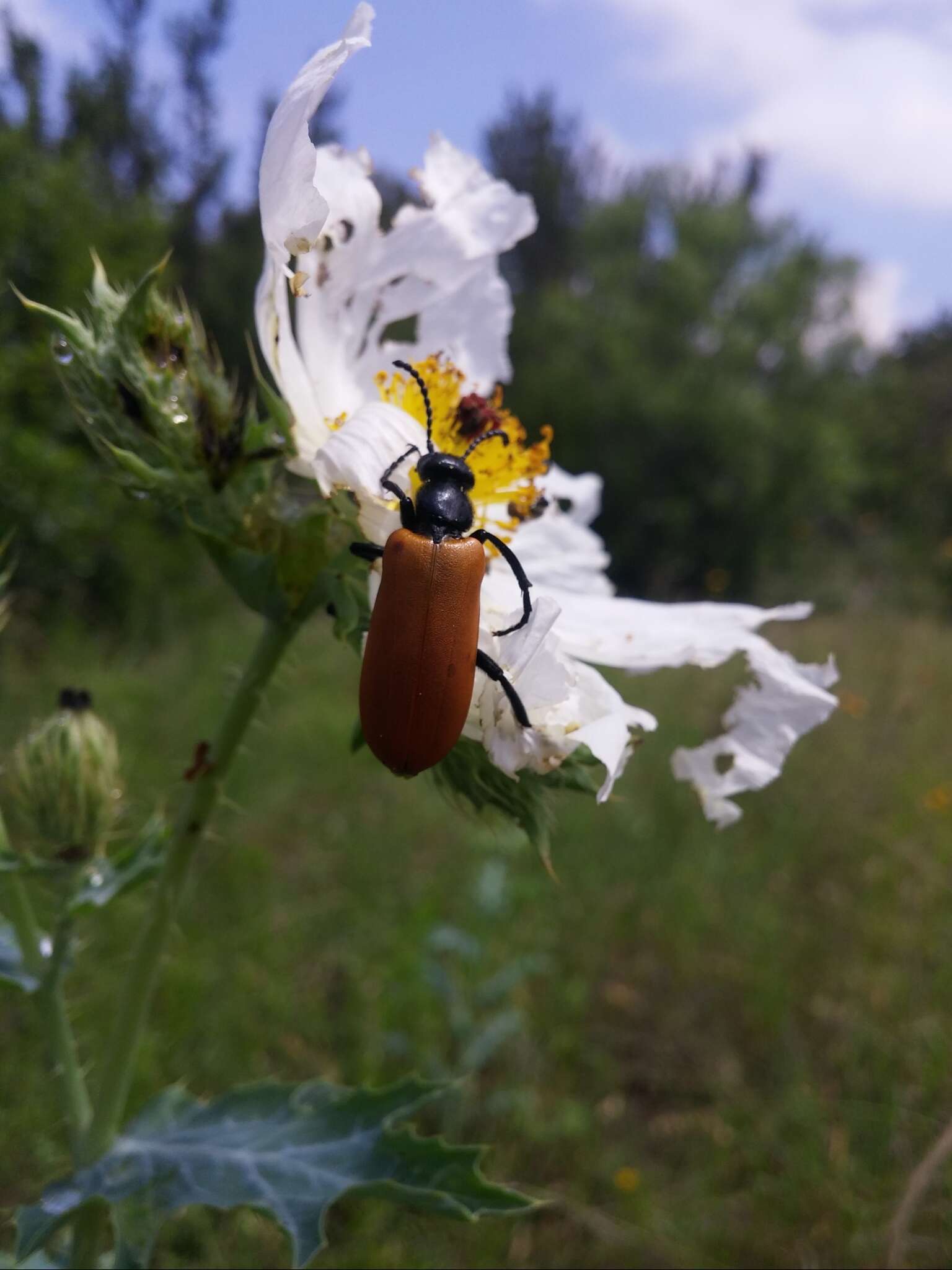 Image of Blister Beetle